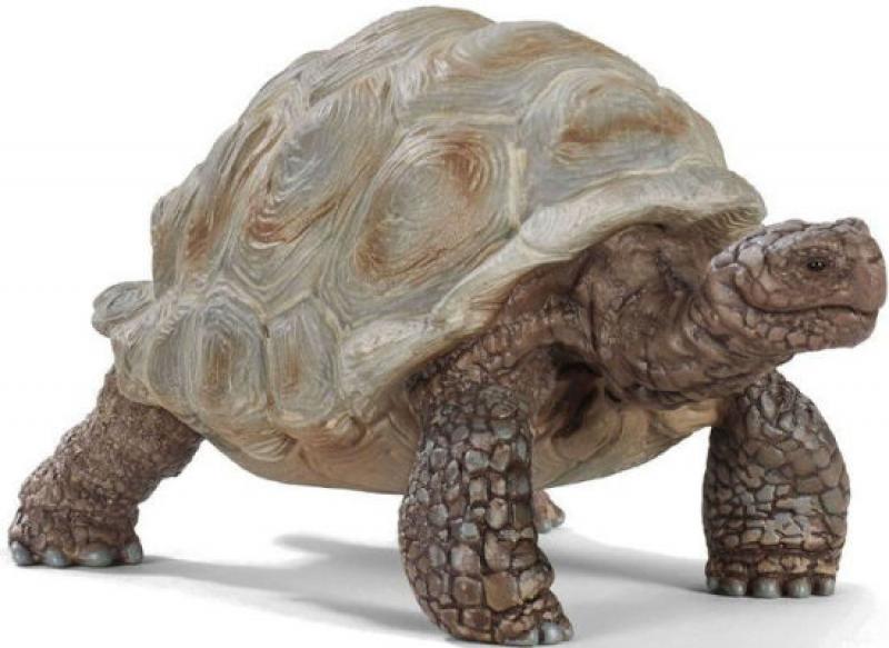 GIANT TORTOISE