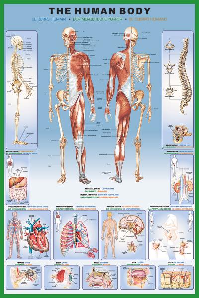 POSTER: #8 - THE HUMAN BODY