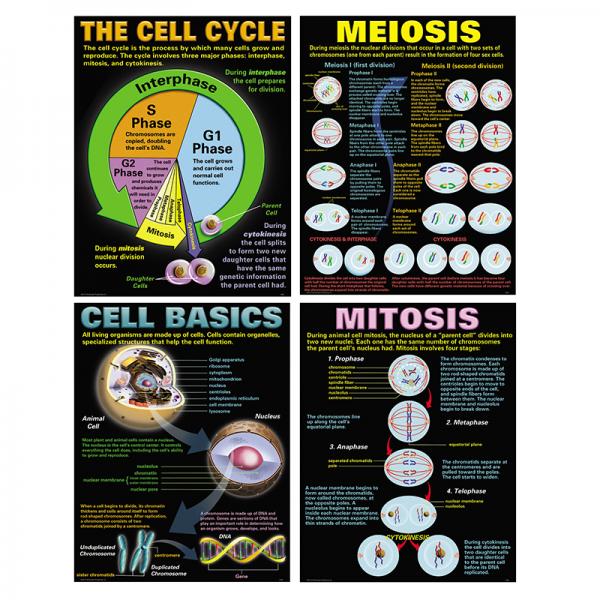 (SALE) POSTER SET: CELLS