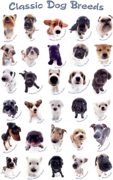 POSTER: #54 DOG BREEDS