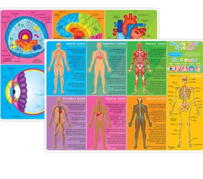 SMART POLY LEARNING MAT: HUMAN BODY SYSTEMS & ANATOMY