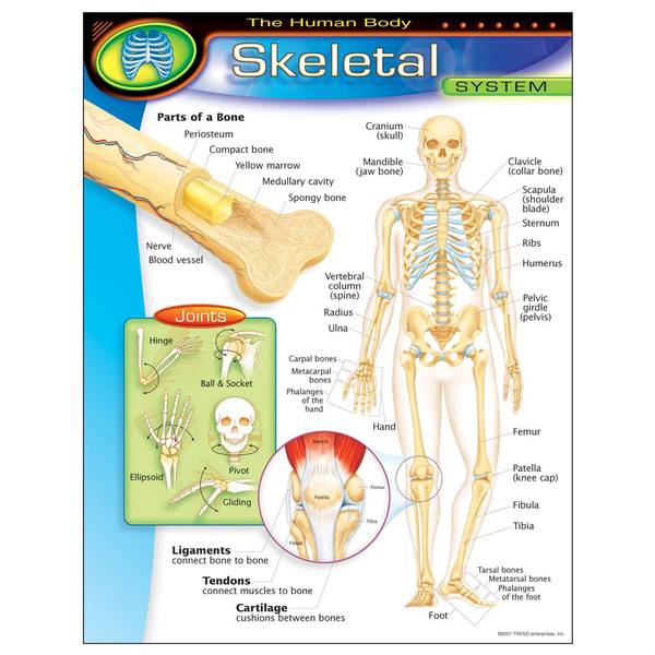 CHART: SKELETAL SYSTEM