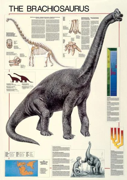 POSTER: #40 - BRACHIOSAURUS