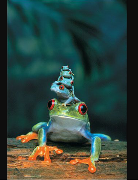 POSTER: #1 - FROGS