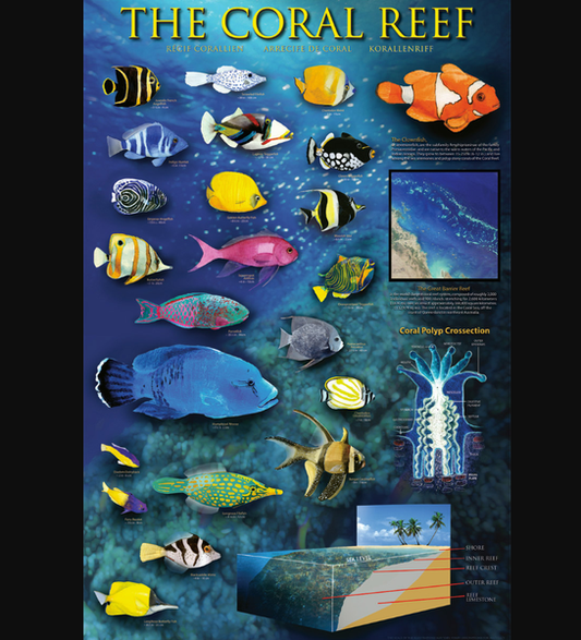 POSTER: #18 - THE CORAL REEF