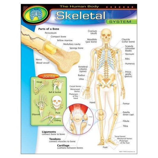 CHART: SKELETAL SYSTEM