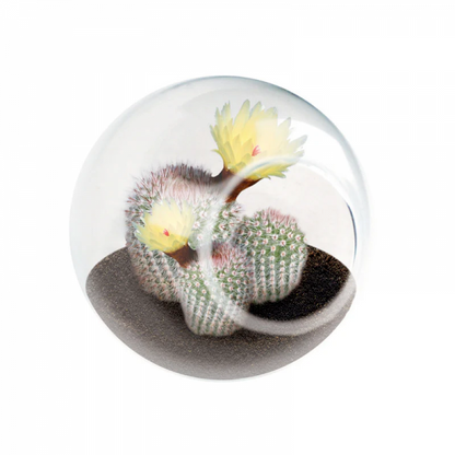 TINY TERRARIUM OLD LADY CACTUS