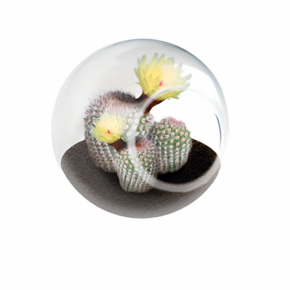 TINY TERRARIUM SILVER BALL CACTUS