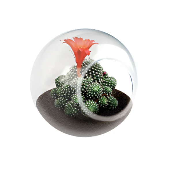 TINY TERRARIUM CROWN CACTUS