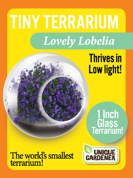 TINY TERRARIUM LOVELY LOBELIA