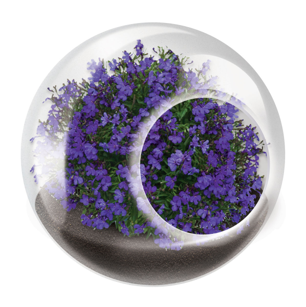 TINY TERRARIUM LOVELY LOBELIA