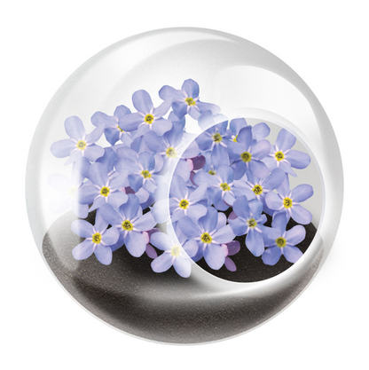 TINY TERRARIUM FABULOUS FORGET-ME-NOT