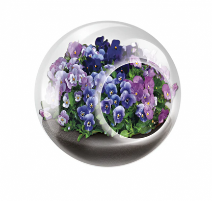 TINY TERRARIUM VIVACIOUS VIOLETS