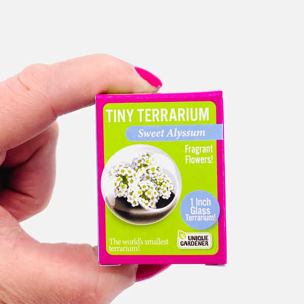 TINY TERRARIUM SWEET ALYSSUM