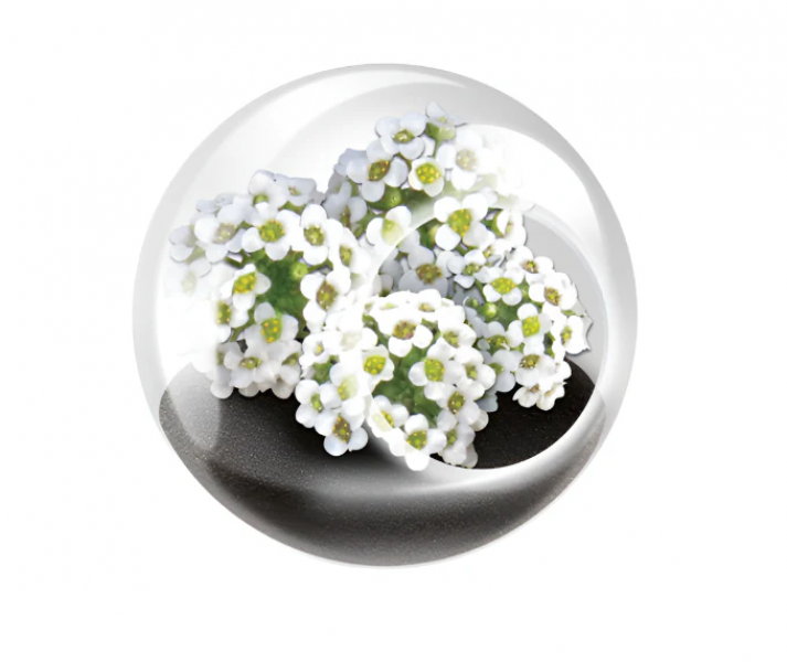 TINY TERRARIUM SWEET ALYSSUM