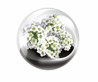 TINY TERRARIUM SWEET ALYSSUM