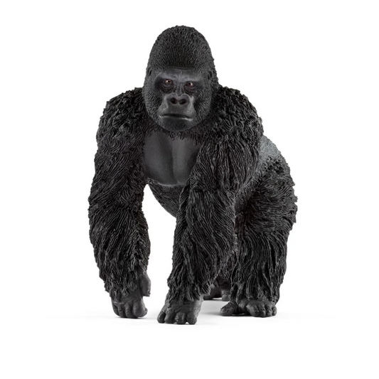 GORILLA MALE