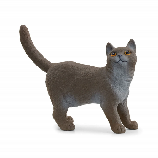 BRITISH SHORTHAIR CAT