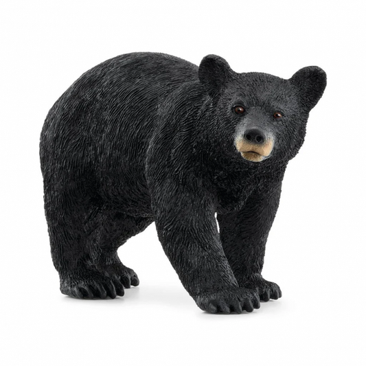 AMERICAN BLACK BEAR