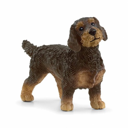 WIRE-HAIRED DACHSHUND