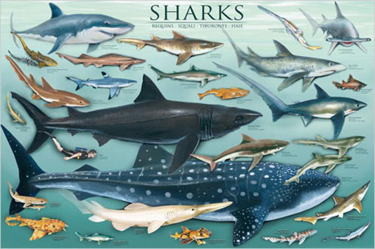 POSTER: #5 - SHARKS