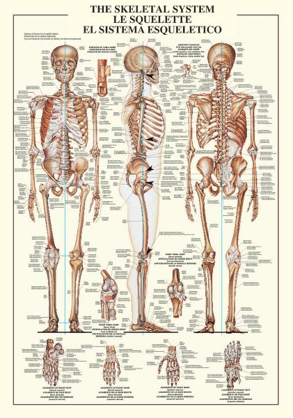 POSTER: #7 - THE SKELETAL SYSTEM