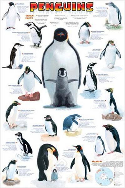 POSTER: #26 - PENGUINS