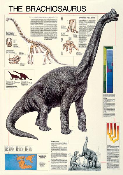 POSTER: #40 - BRACHIOSAURUS