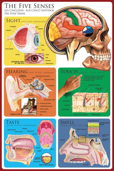 POSTER: #43 - THE FIVE SENSES