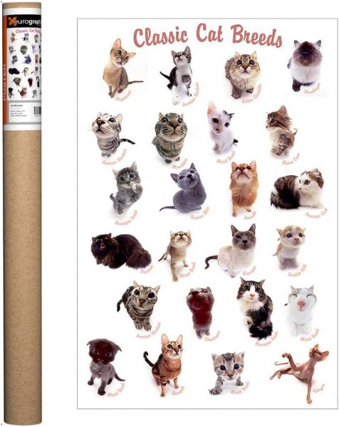 POSTER: #55 CLASSIC CAT BREEDS