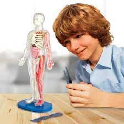 SQUISHY HUMAN BODY