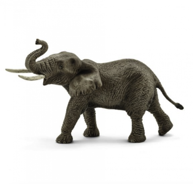 AFRICAN ELEPHANT MALE