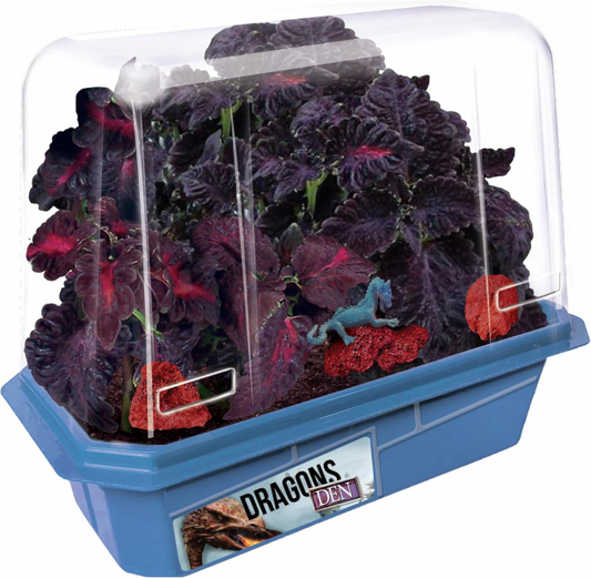 (sale)DRAGON'S DEN TERRARIUM