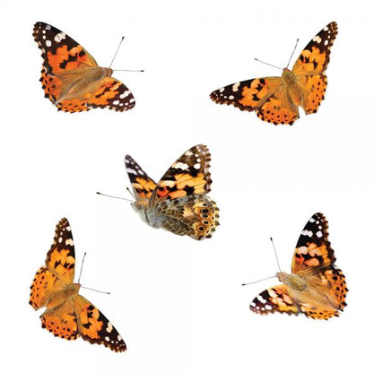 BUTTERFLY GARDEN