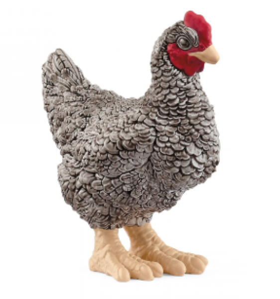 PLYMOUTH ROCK CHICKEN