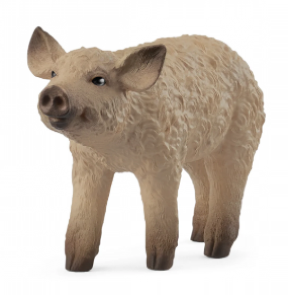 MANGALICA PIGLET