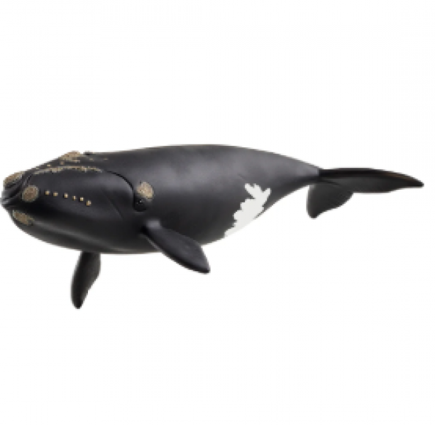 NORTH ATLANTIC RIGHT WHALE