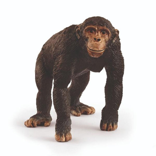 CHIMPANZEE