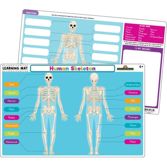LEARNING MAT: HUMAN SKELETON