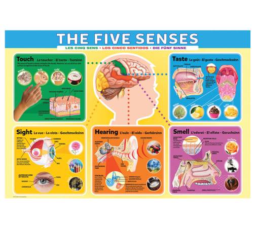 POSTER: #23 - THE FIVE SENSES