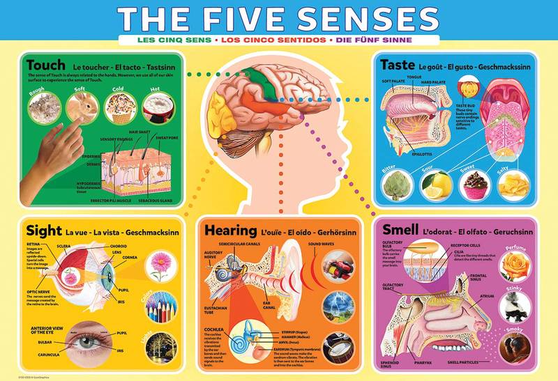POSTER: #43 - THE FIVE SENSES