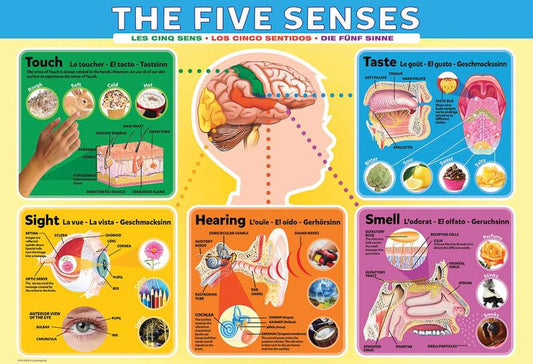 POSTER: #43 - THE FIVE SENSES