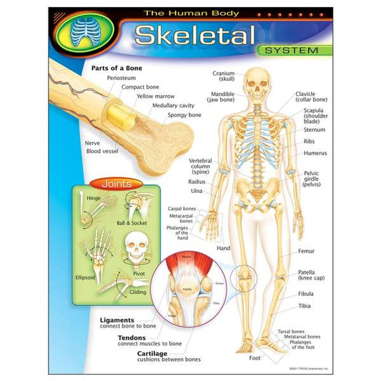 CHART: SKELETAL SYSTEM