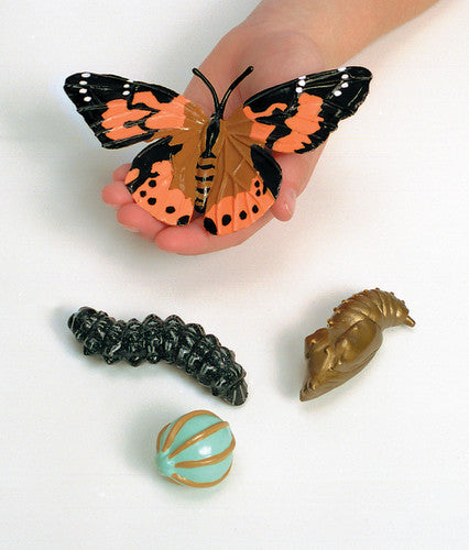 LIFE CYCLE STAGES: BUTTERFLY