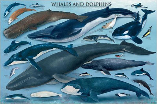 POSTER: #6 - WHALES & DOLPHINS