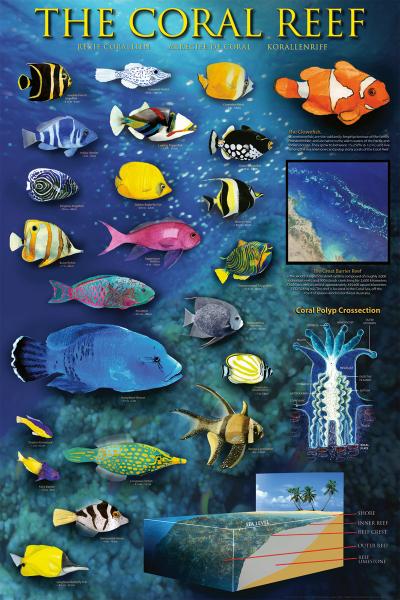 POSTER: #18 - THE CORAL REEF