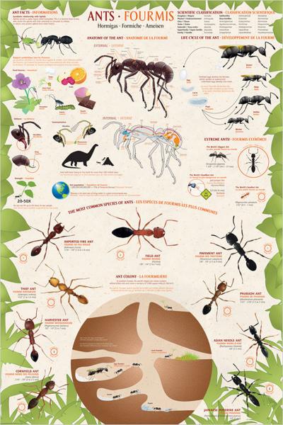 POSTER: #29 - ANTS