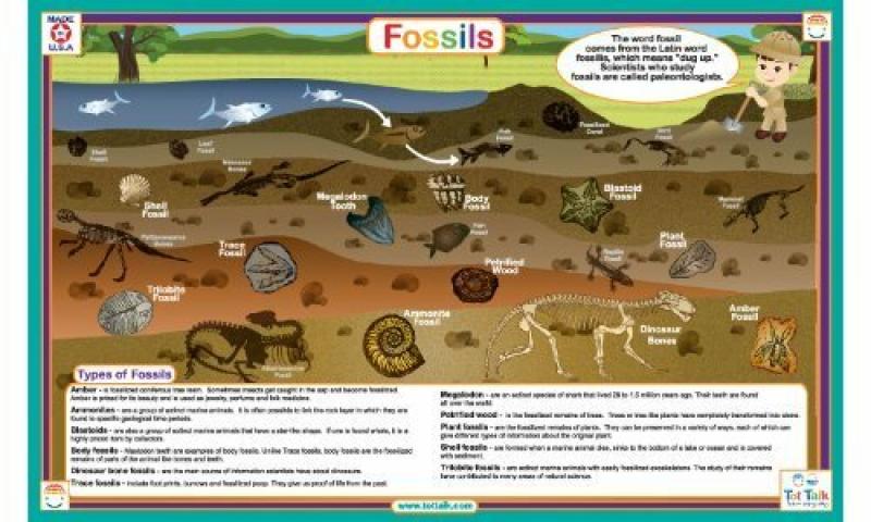 PLACEMAT: FOSSILS