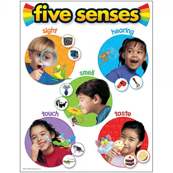 CHART: FIVE SENSES