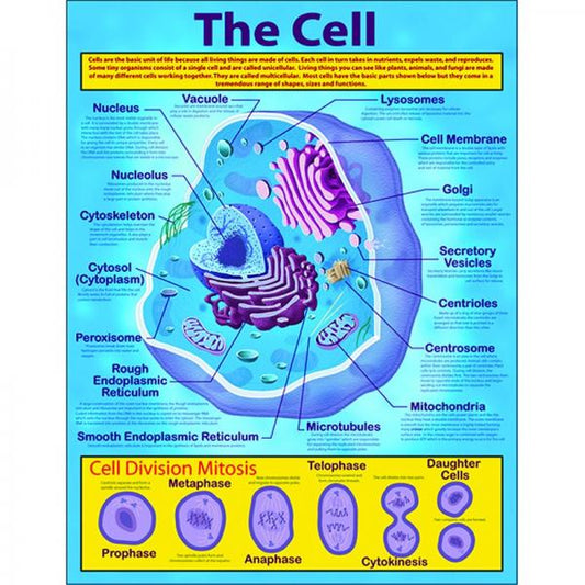 CHART: THE CELL